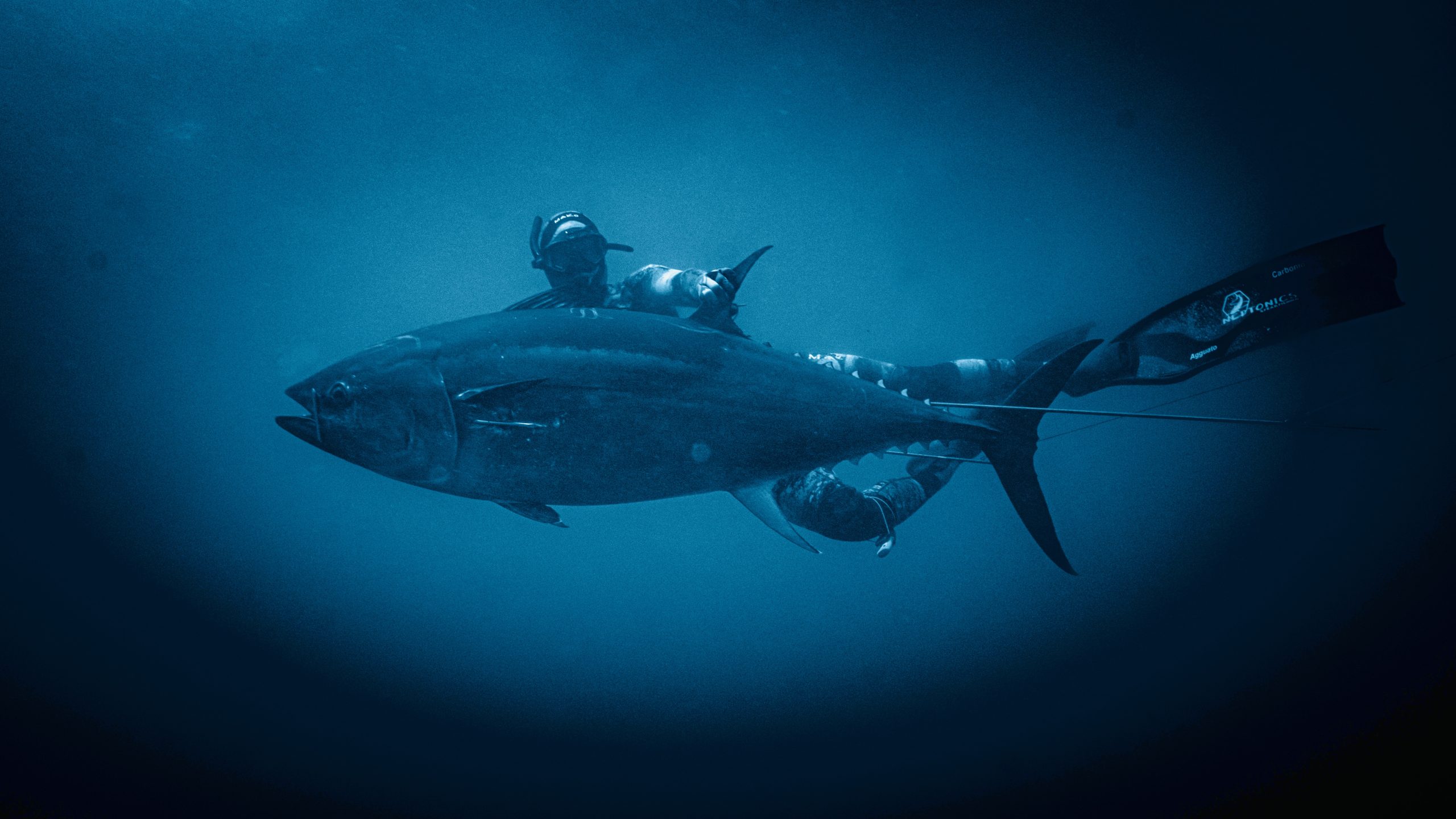 Spearfishing Bluefin Tuna