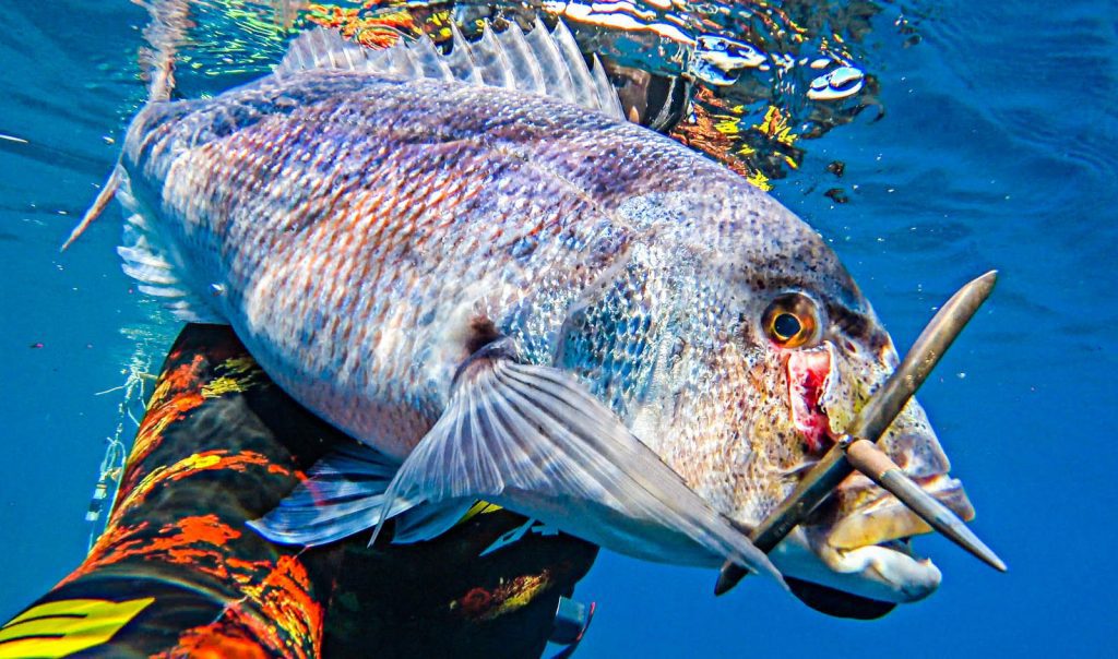 A spearfishermen showing a Dentex with a spear through it's head to the camera underwater.