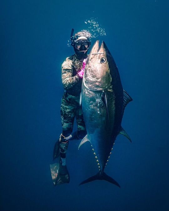 Bluefin Tuna Spearfishing Guide - Adreno - Ocean Outfitters